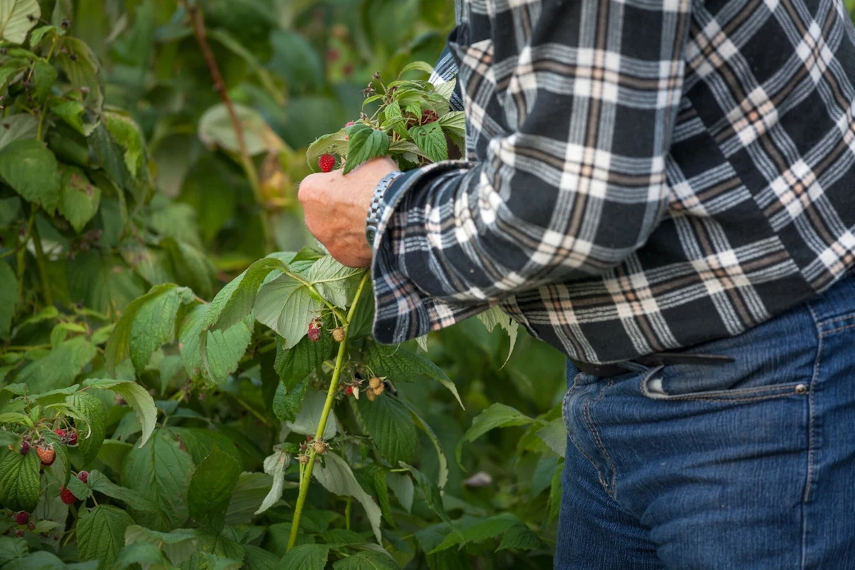 Co sadzić obok malin, aby mieć obfite plony? Co sadzić obok malin, aby mieć obfite plony?