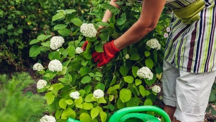 Czym podlewać hortensje w czerwcu?