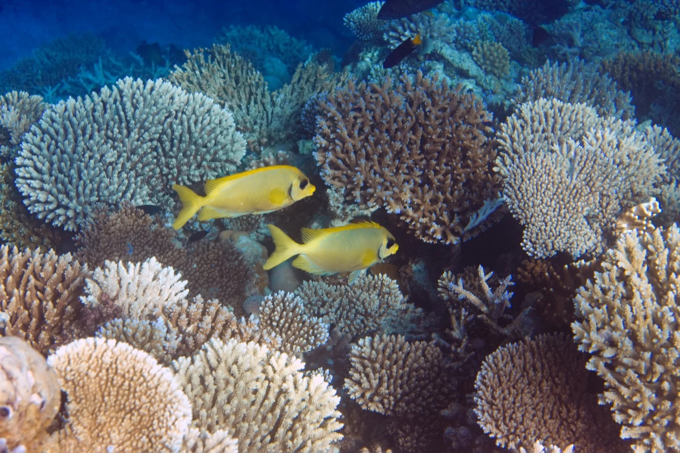 Rafa koralowa na Malediwach