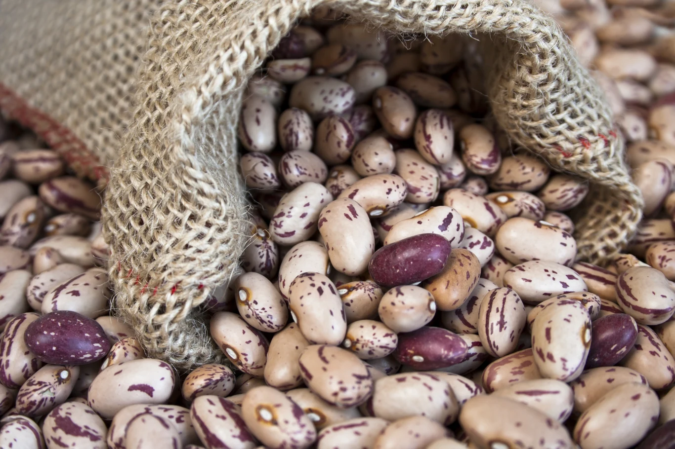 Fasola pinto ma charakterystyczne cętki. Spróbuj jej zamiast np. fasoli czerwonej Fasola pinto ma charakterystyczne cętki. Spróbuj jej zamiast np. fasoli czerwonej
