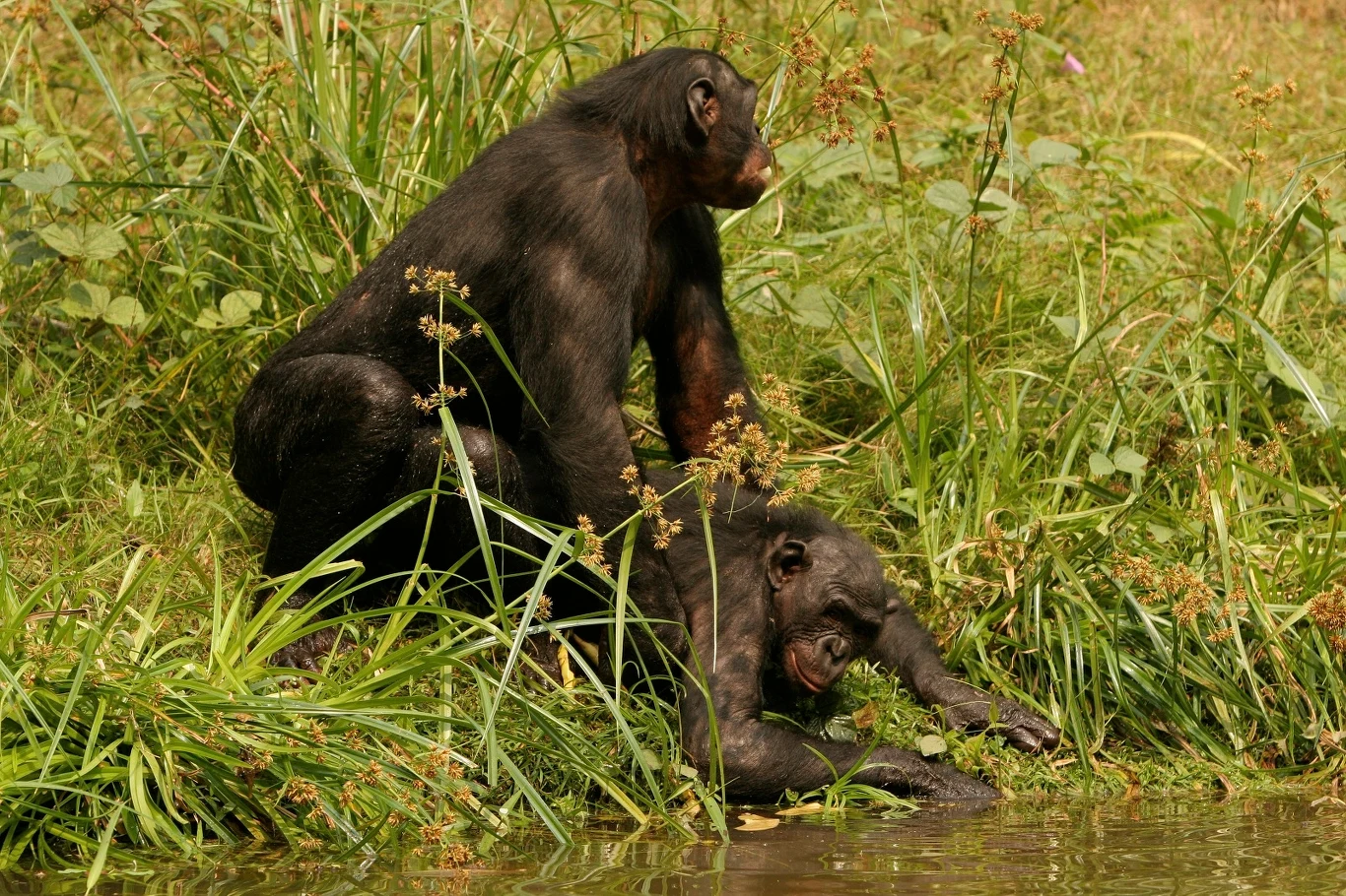 Para młodych szympansów podczas godów nad wodą w rezerwacie Lola ya bonobo, Demokratyczna Republika Konga Para młodych szympansów podczas godów nad wodą w rezerwacie Lola ya bonobo, Demokratyczna Republika Konga