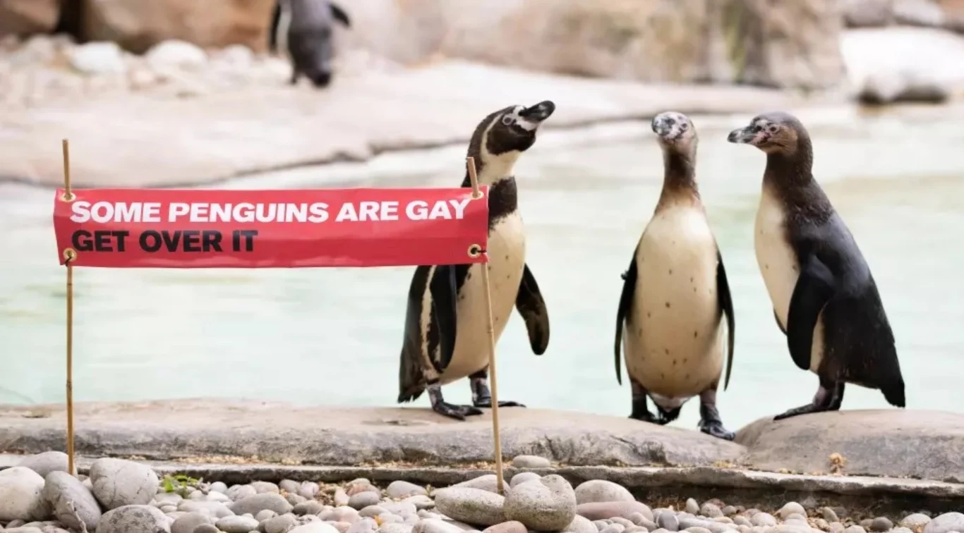 Ronnie i Reggie nie są jedyną homoseksualną parą pingwinów w londyńskim zoo, ale z pewnością najbardziej znaną. Wspólnie wychowali Kytona, który wykluł się z jaja porzuconego przez heteroseksualną parę Ronnie i Reggie nie są jedyną homoseksualną parą pingwinów w londyńskim zoo, ale z pewnością najbardziej znaną. Wspólnie wychowali Kytona, który wykluł się z jaja porzuconego przez heteroseksualną parę