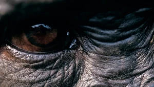 Szympanse bonobo (Pan paniscus) wykorzystują seks jako środek łagodzący stres, niezależnie od wieku i barier związanych z płcią