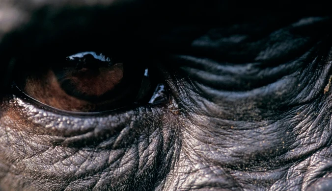 Szympanse bonobo (Pan paniscus) wykorzystują seks jako środek łagodzący stres, niezależnie od wieku i barier związanych z płcią