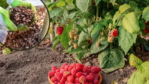 Zbliża się czas ściółkowania malin. Nie przegap tego terminu