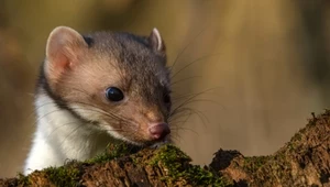 Kuny szukają miejsc na gniazda. Odstraszą je te dwa zapachy