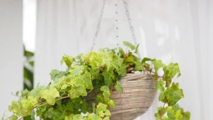 Bluszcz będzie okazały, jak nigdy. Wystarczy, że podlejesz go resztkami z obiadu