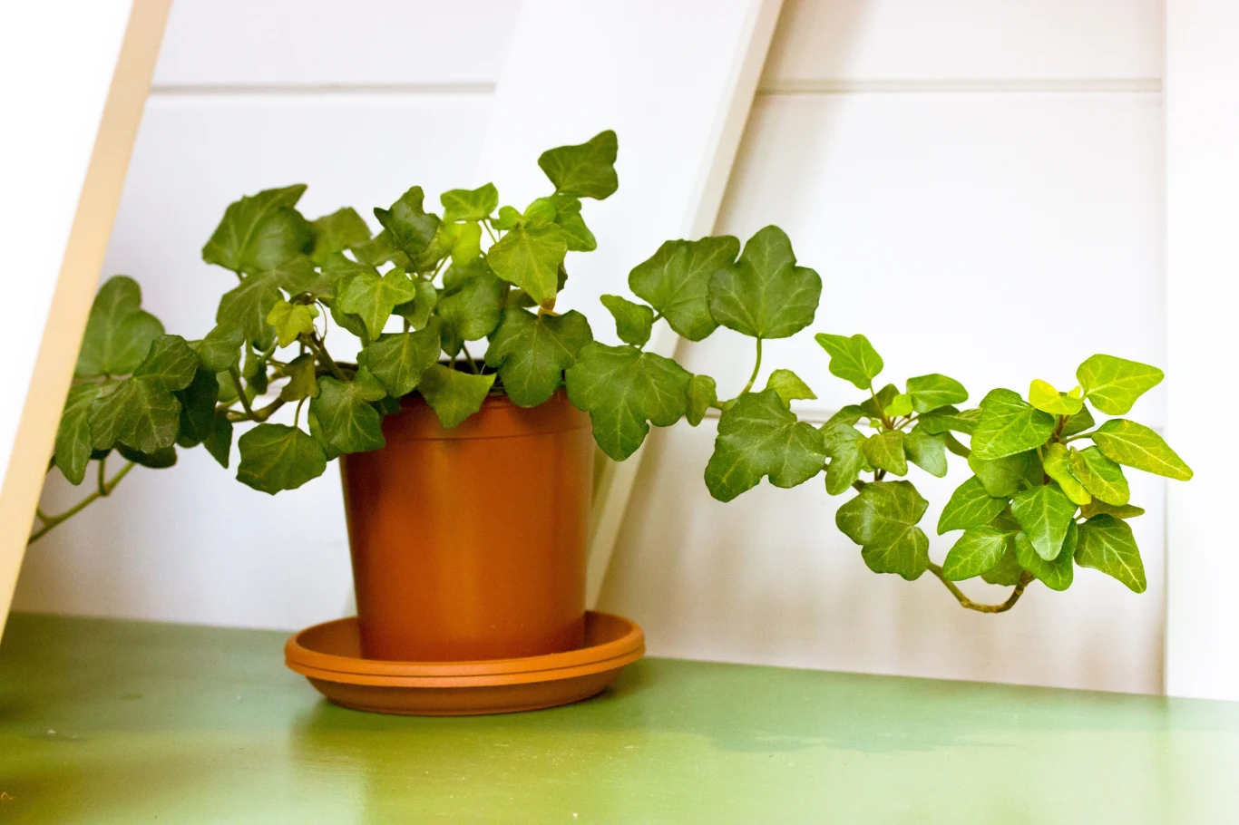 Bluszcz będzie dobrze rozwijał się w cieniu. Pamiętajmy jednak o jego regularnym podlewaniu. Bluszcz będzie dobrze rozwijał się w cieniu. Pamiętajmy jednak o jego regularnym podlewaniu.