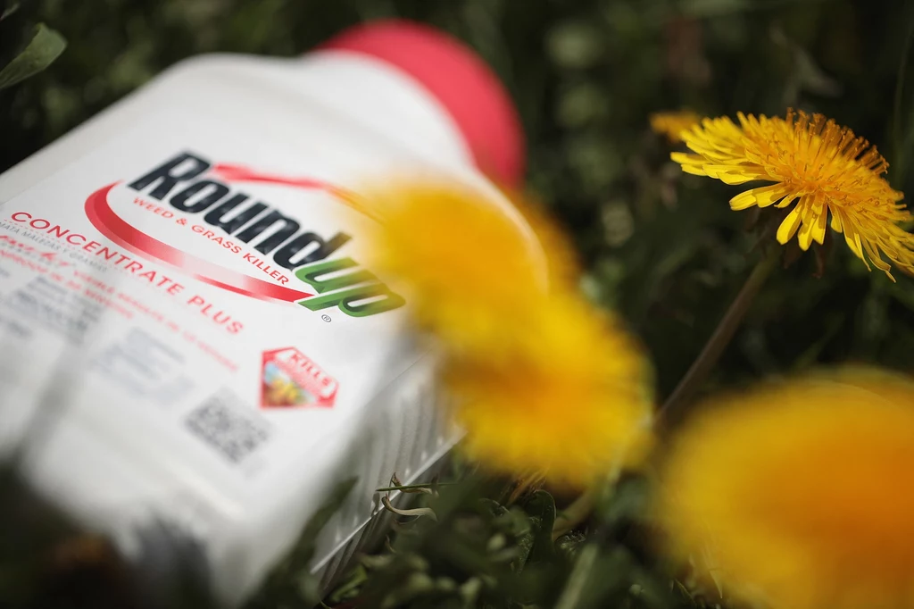 Niemiecki gigant chemiczny Bayer jest właścicielem producenta Roundupu, amerykańskiej firmy Monsanto, od 2018 roku