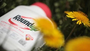 Niemiecki gigant chemiczny Bayer jest właścicielem producenta Roundupu, amerykańskiej firmy Monsanto, od 2018 roku