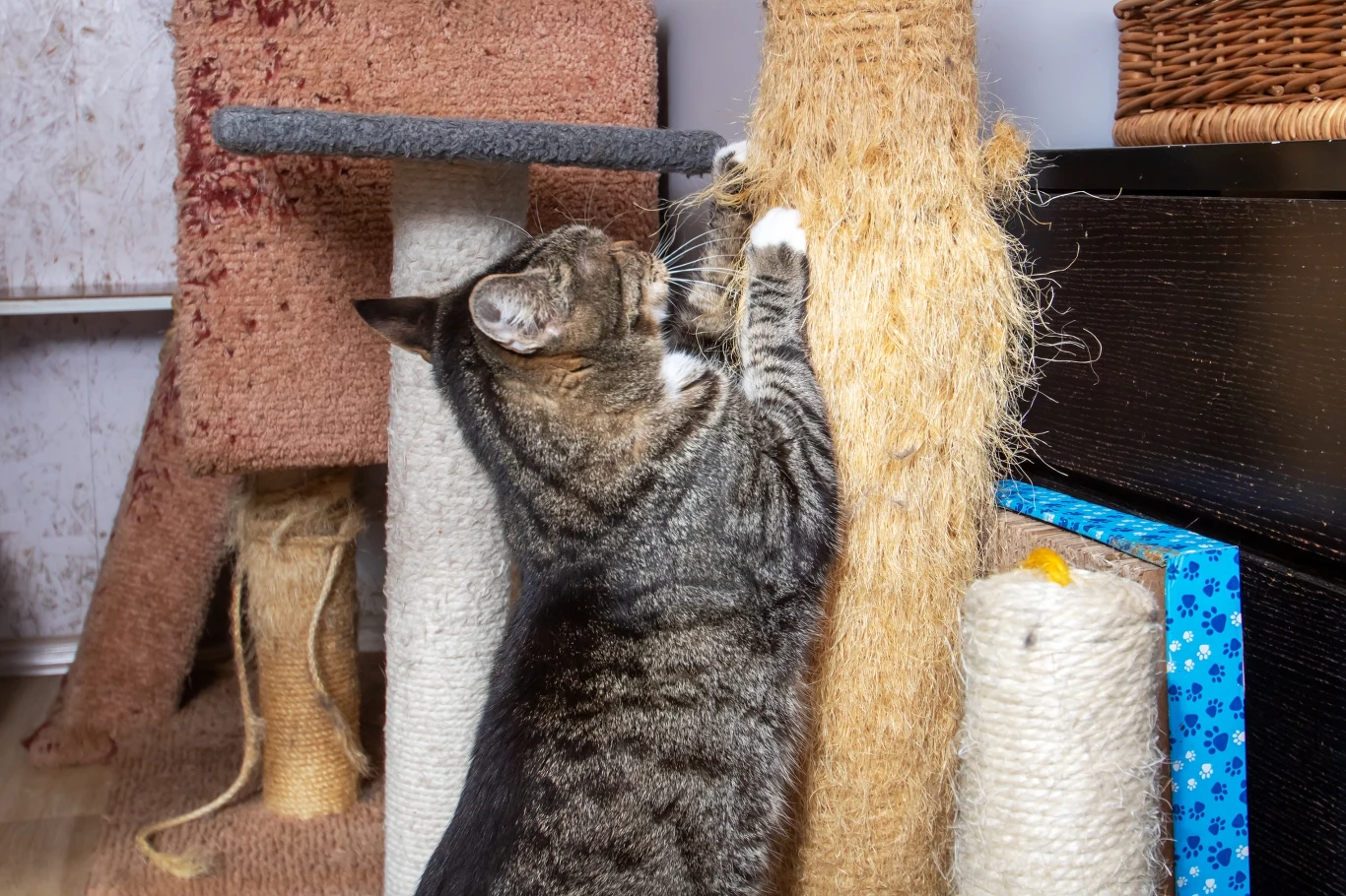 Koty potrzebują drapaków