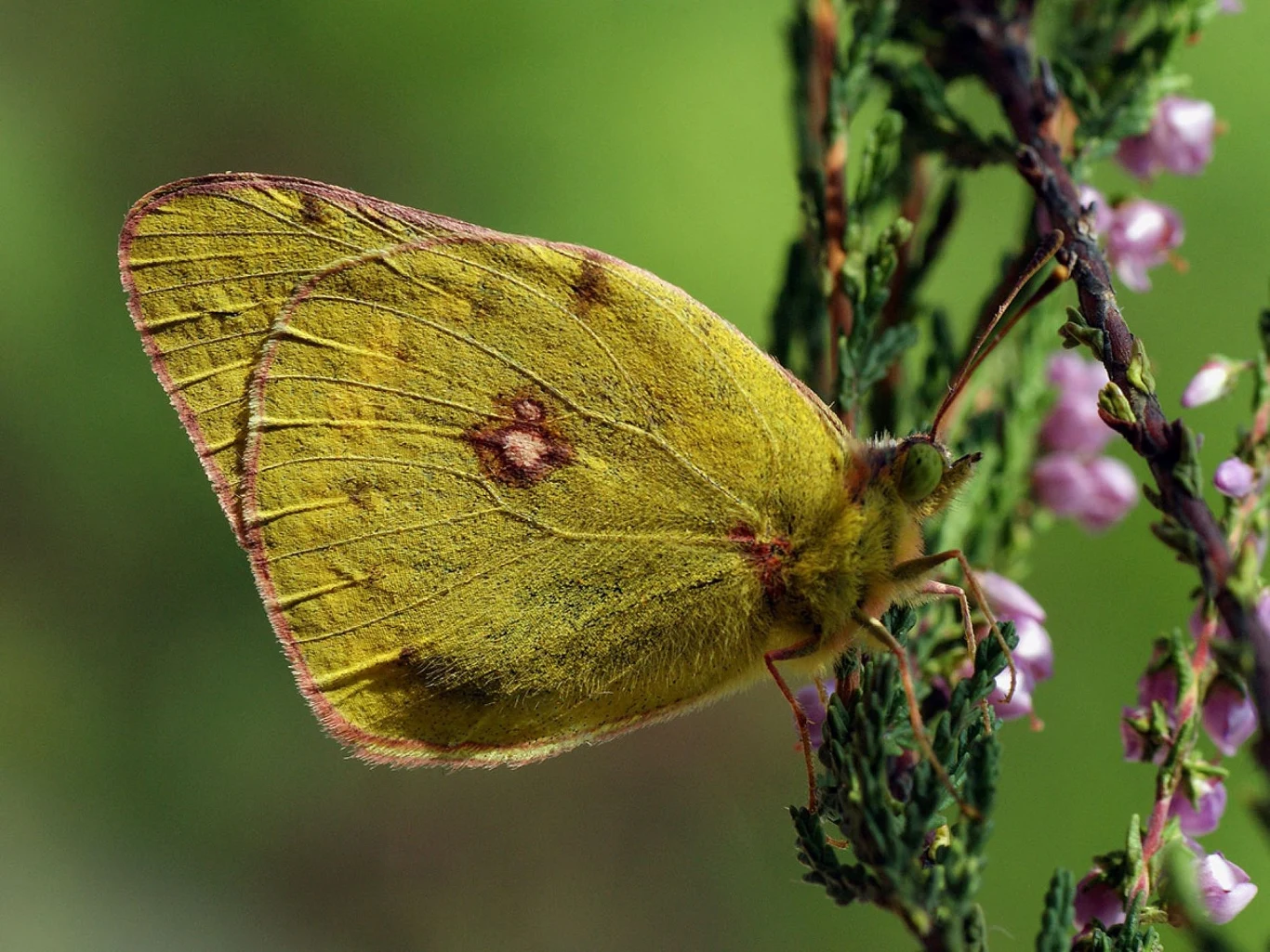 Szlaczkoń szafraniec to rzadki polski motyl Szlaczkoń szafraniec to rzadki polski motyl