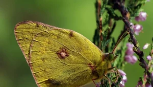 Szlaczkoń szafraniec to rzadki polski motyl