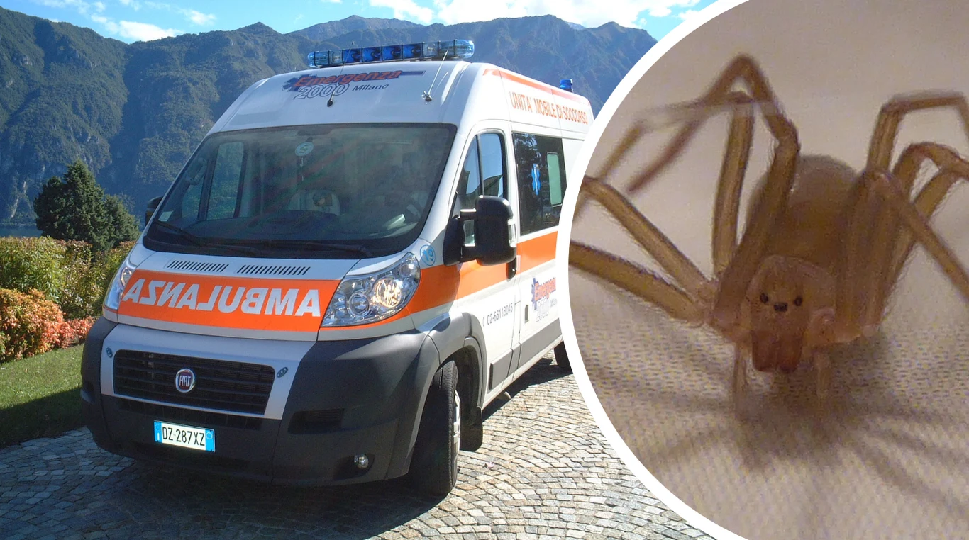 23-latek zmarł we Włoszech po ukąszeniu przez pająka skrzypcowego 23-latek zmarł we Włoszech po ukąszeniu przez pająka skrzypcowego