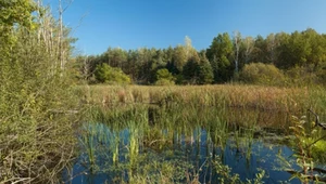 Coś złego dzieje się w Karkonoszach. Naturalny sposób na upały wysycha