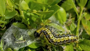 Ćma bukszpanowa żeruje aż do października. W ten sposób szybko ją usuniesz