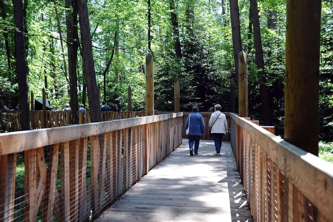 Leśne Molo w Starym Sączu to wyjątkowa atrakcja dla każdego. Można z niej skorzystać całkowicie za darmo. 