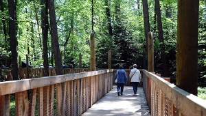 Tę ścieżkę w koronach drzew zwiedzisz zupełnie za darmo. Mało kto o niej wie, a ma wiele atrakcji 