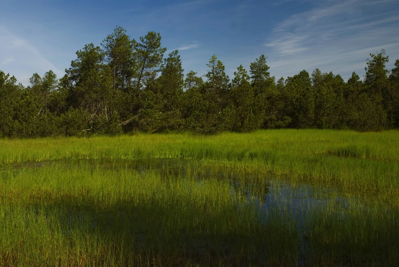 Wojsko łotewskie: bagna są naturalną barierą w obronie granicy wschodniej