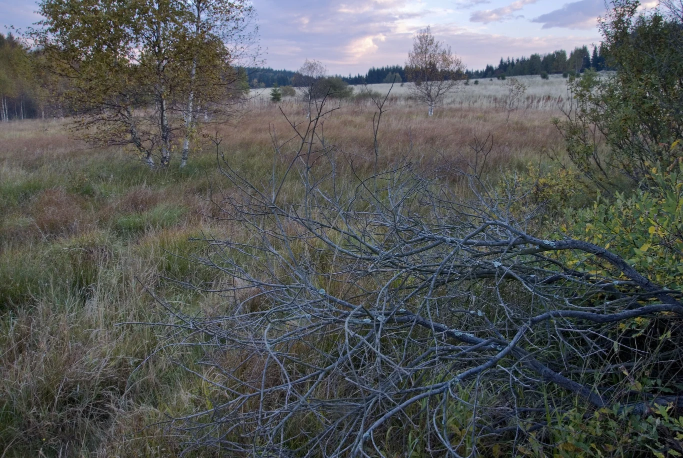 Podmokłe łąki pełnią wiele funkcji w ekosystemie. Osuszanie takich terenów to jak strzał w kolano