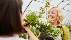 Tak ukorzenisz pelargonie i nie wydasz ani złotówki 
