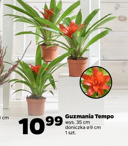 Guzmania Tempo