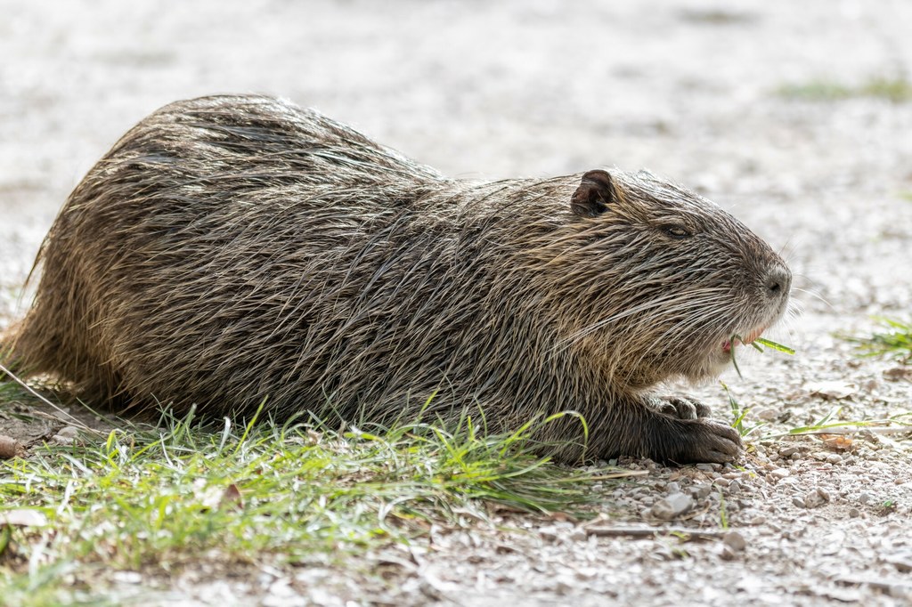 Nutrie amerykańskie to zwierzęta pochodzące z Ameryki Południowej