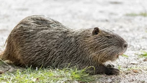 Nutrie amerykańskie to zwierzęta pochodzące z Ameryki Południowej