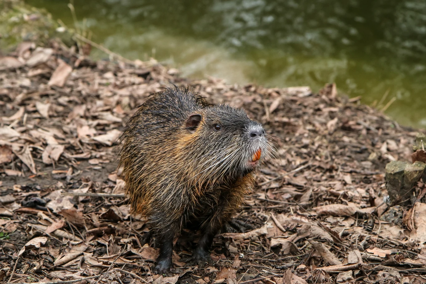 Dzisiaj nutria jest wrogiem publicznym numer jeden wśród inwazyjnych gatunków zwierząt spoza Europy