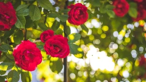 Chcesz, by róże kwitły aż do października? Wystarczy, że wykorzystasz odpadki z kuchni