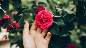 Podsyp tym krzewy róż. Pięknych kwiatów pozazdroszczą ci sąsiadki