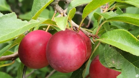 ​Mało kto wie, że są jadalne, choć rosną w wielu ogrodach. Idealne na przetwory