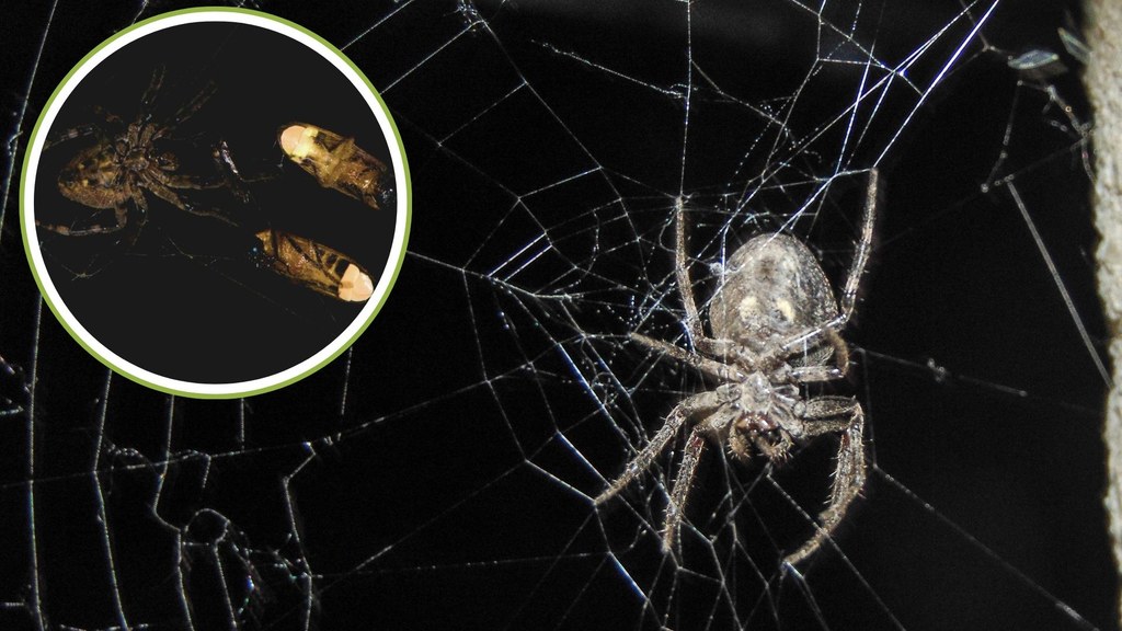 Krzyżak z gatunku Araneus ventricosus i jego świetliki