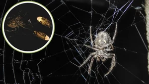 Krzyżak z gatunku Araneus ventricosus i jego świetliki