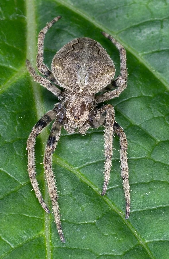 Krzyżak z gatunku Araneus ventricosus