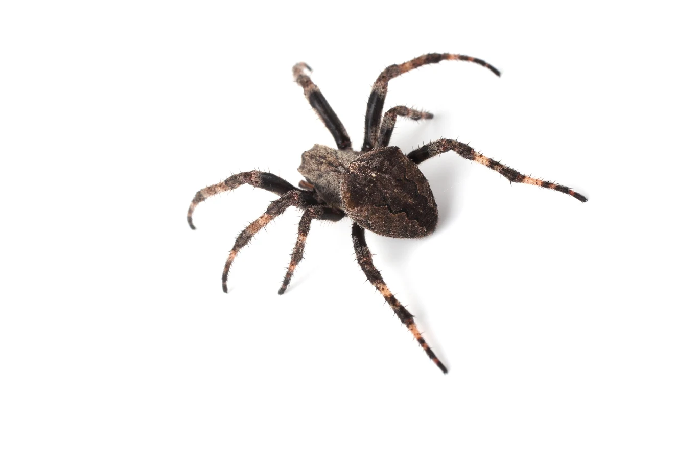 Araneus ventricosus