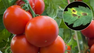 Ta choroba często niszczy pomidory w sierpniu. Sprawdź, jak jej zapobiec