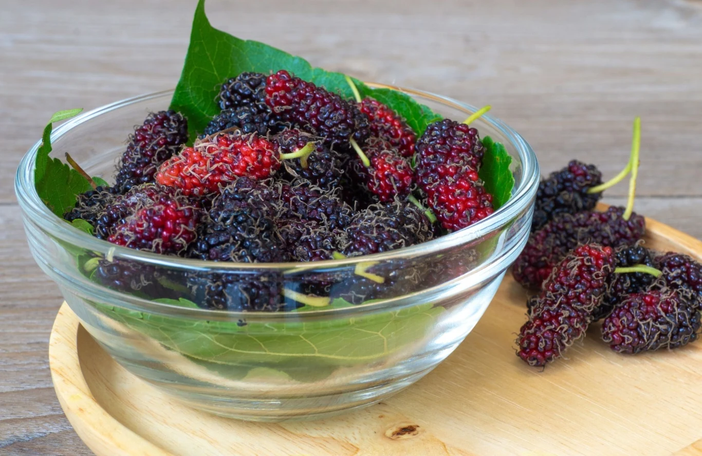 Owoce morwy czarnej zawierają dużo witamin, są niskokaloryczne i mogą po nie sięgać osoby chorujące na cukrzycę Owoce morwy czarnej zawierają dużo witamin, są niskokaloryczne i mogą po nie sięgać osoby chorujące na cukrzycę