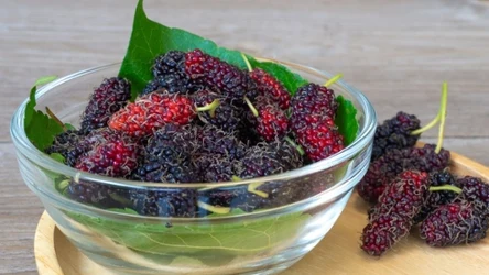 Owoce morwy czarnej zawierają dużo witamin, są niskokaloryczne i mogą po nie sięgać osoby chorujące na cukrzycę