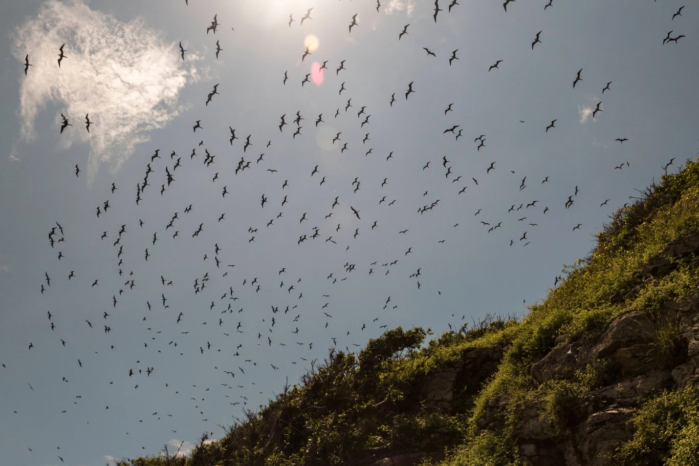 Migrujące ptaki współpracują