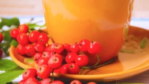 Sprawdzamy, dlaczego warto sięgać po herbatę z jarzębiny
