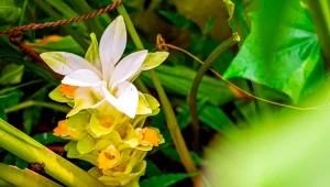 Mało kto wie, jak wyglądają kwiaty kurkumy. Możesz uprawiać je w ogrodzie