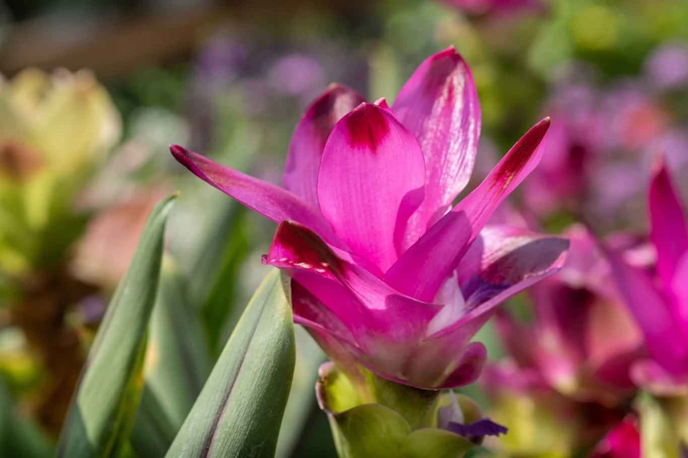 Kurkuma, czyli ostryż długi, to oryginalna roślina, której kwiatostan przypomina nieco szyszkę. 