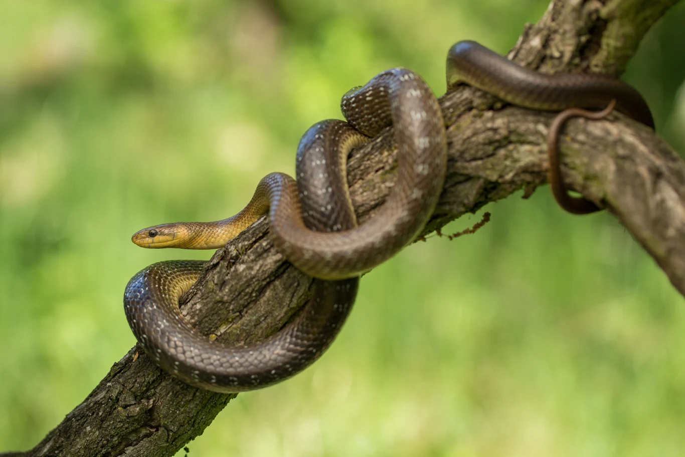 Wąż Eskulapa potrafi owinąć się wokół gałęzi. Tu sfotografowany w Czechach