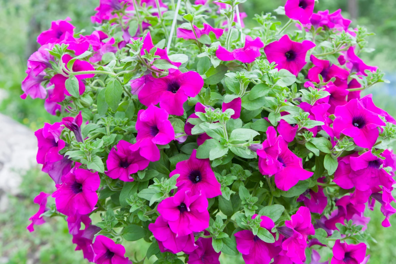 Surfinie i petunie potrzebują nawożenia, aby obficie i długo kwitnąć. Surfinie i petunie potrzebują nawożenia, aby obficie i długo kwitnąć.