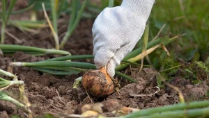 Nie przegap terminu sadzenia cebuli. Pamiętaj o tych zasadach, a zbierzesz obfite plony