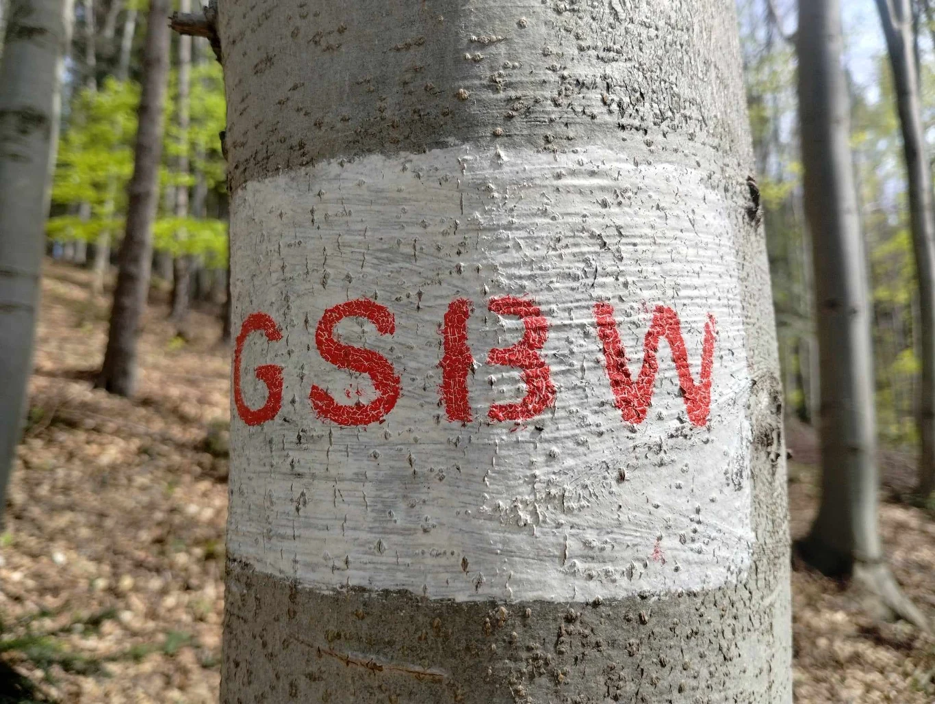 Główny Szlak Beskidu Wyspowego