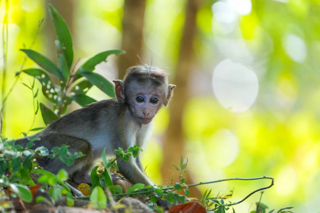 Sri Lanka i małpka.