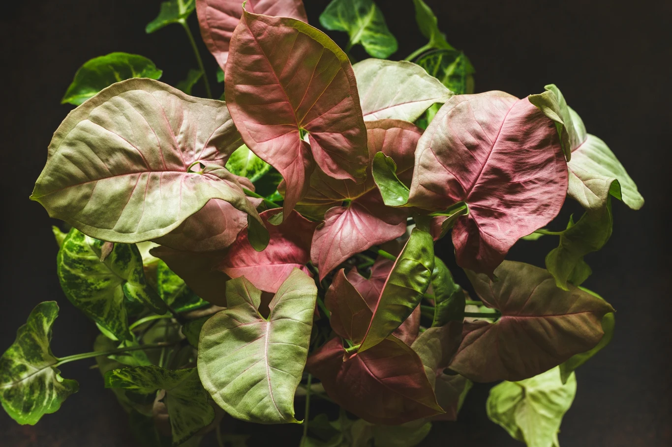 Syngonium może mieć różne przebarwienia na zielonych liściach. 