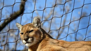 Nie żyje właściciel słowackiego mini zoo. Zwłoki znaleziono w wolierze pumy